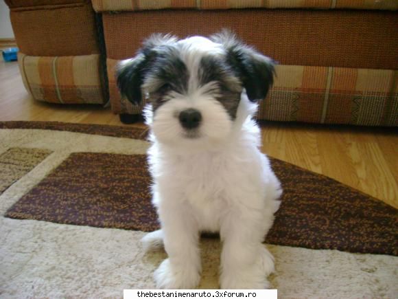 *..^ AnImAlUtE::....``~ - aveti animale???puneti si voi poze cu ele:X:X - Cafenea