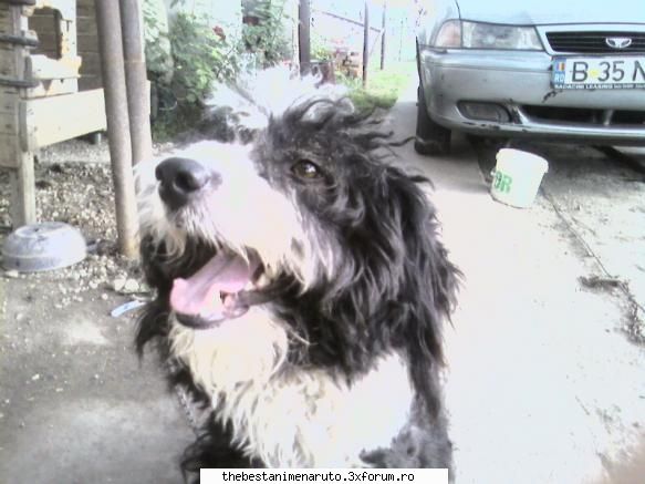 *..^ AnImAlUtE::....``~ - iar la tara am 5 caini:D:D:D dar din pacate am - Cafenea